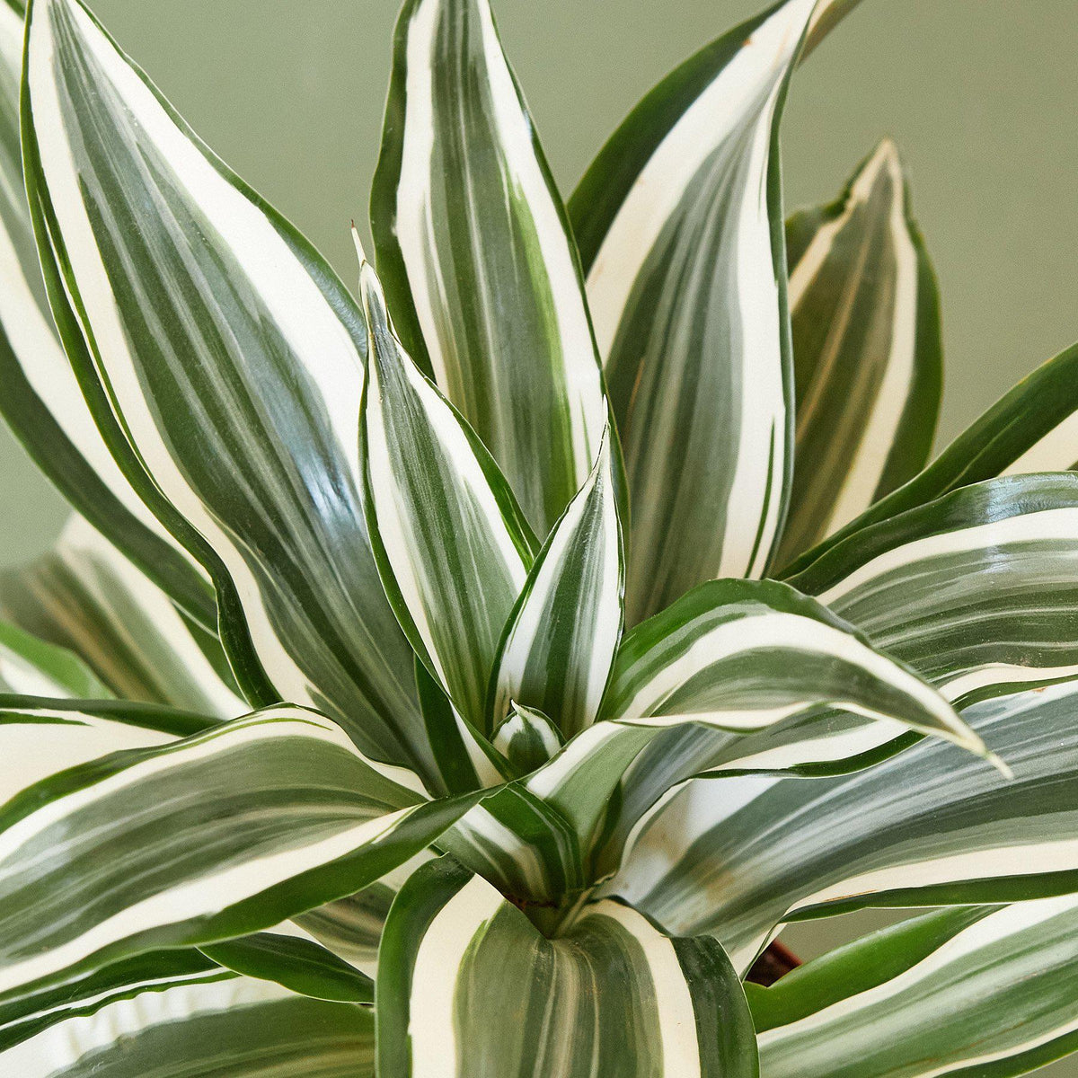 Dracaena Warneckii 'White Jewel'