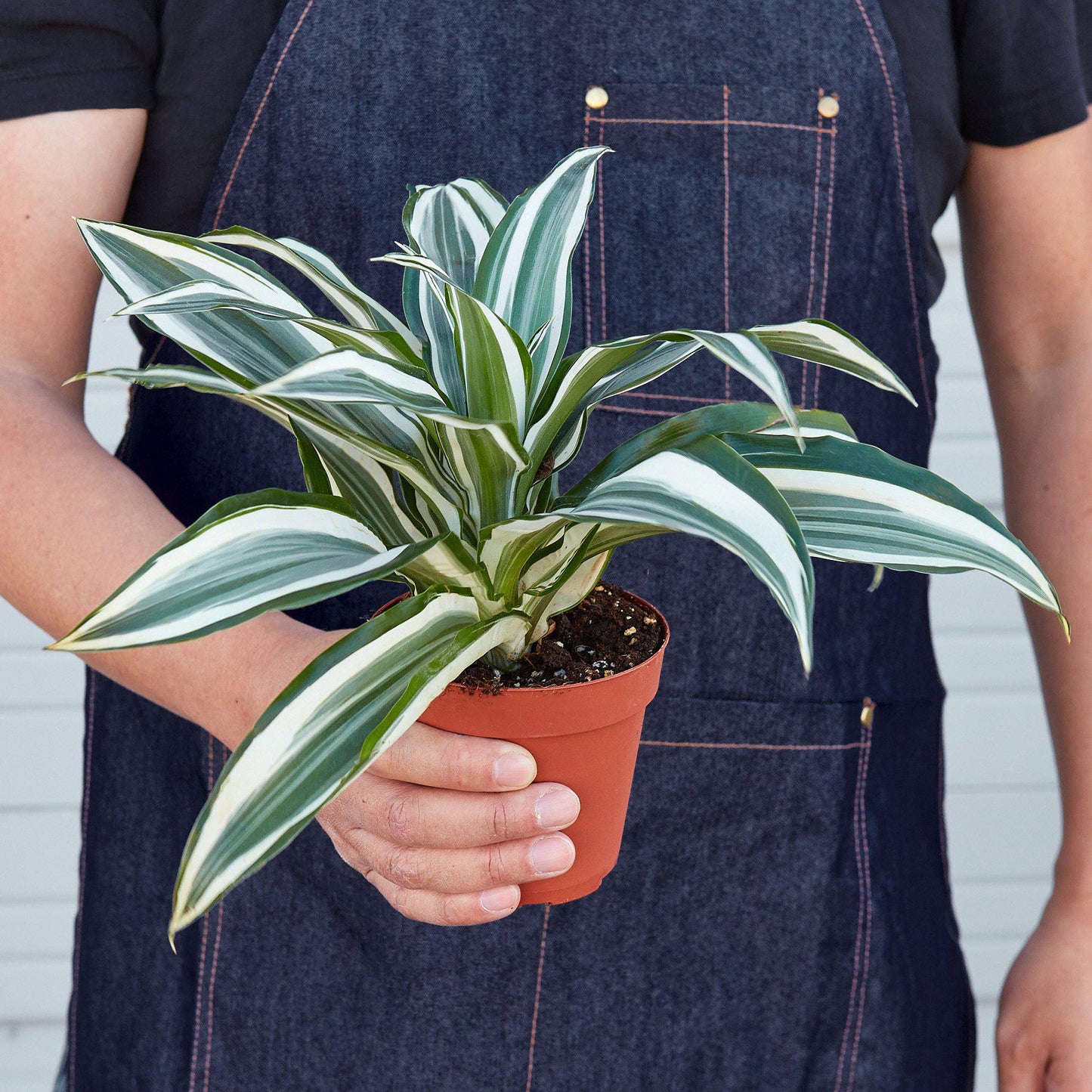 Dracaena Warneckii 'White Jewel'