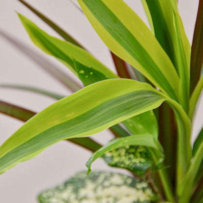 Dracaena 'Combo'