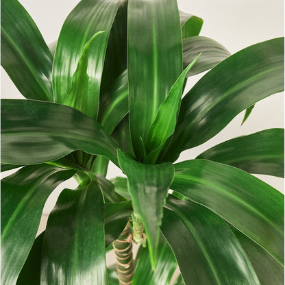 Dracaena 'Elegance' - 10" Pot