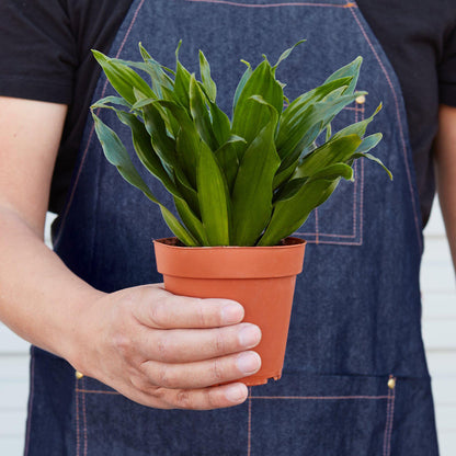 Dracaena 'Janet Craig'