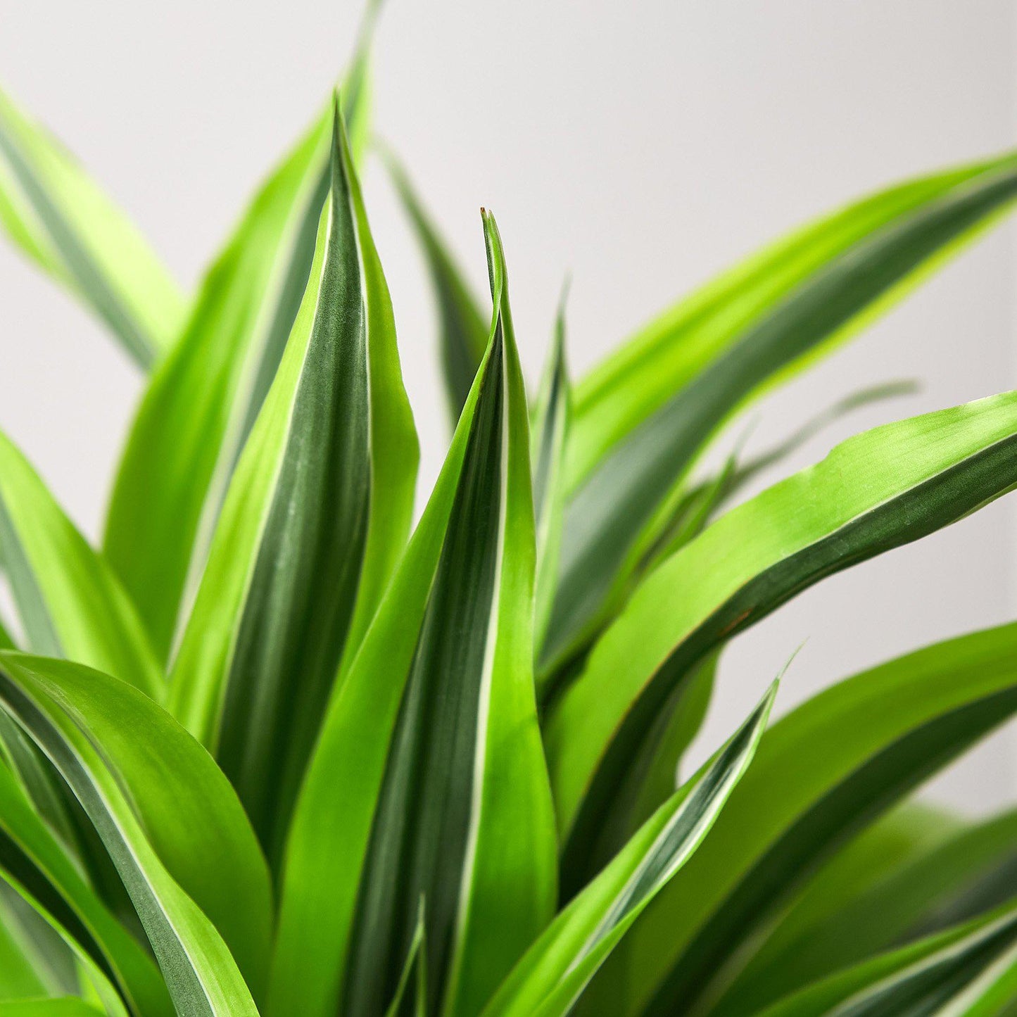 Dracaena Deremensis 'Lemon Lime'