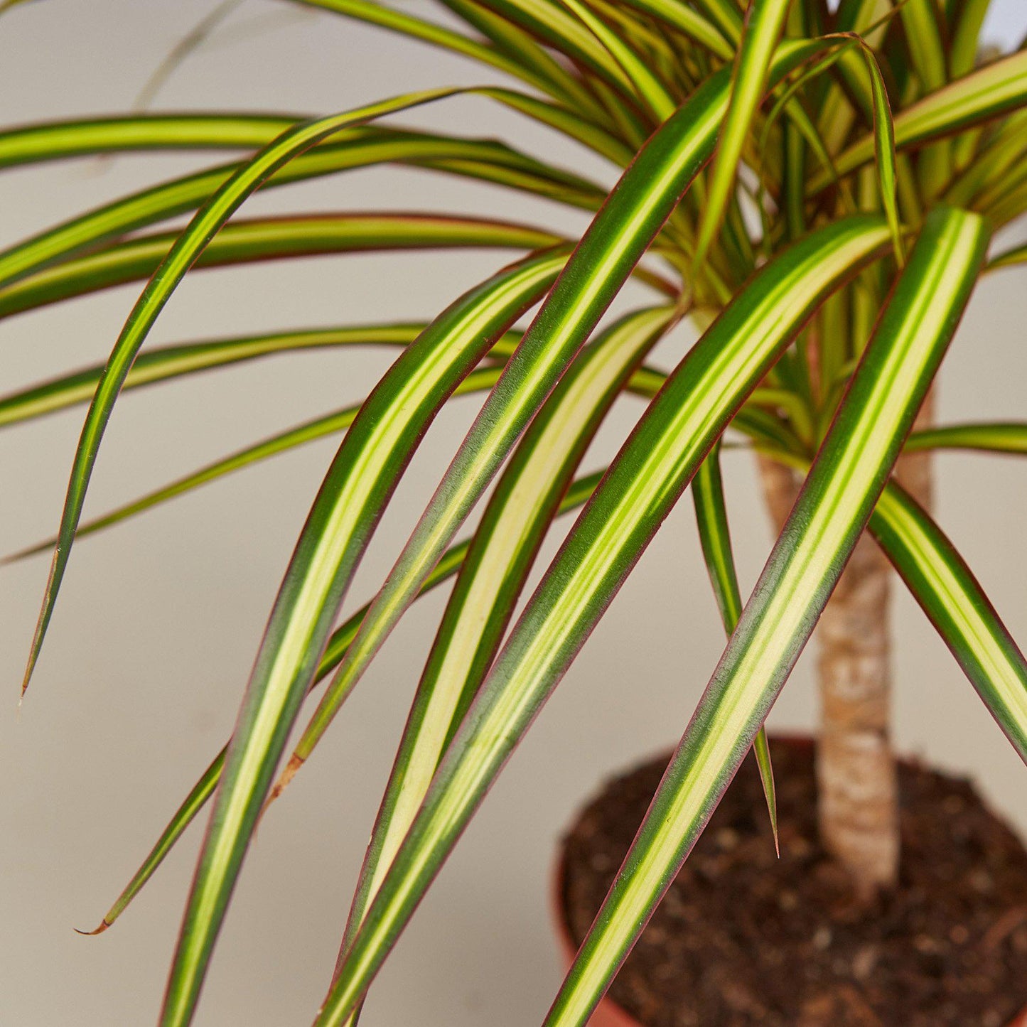 Dracaena Marginata 'Sunshine'