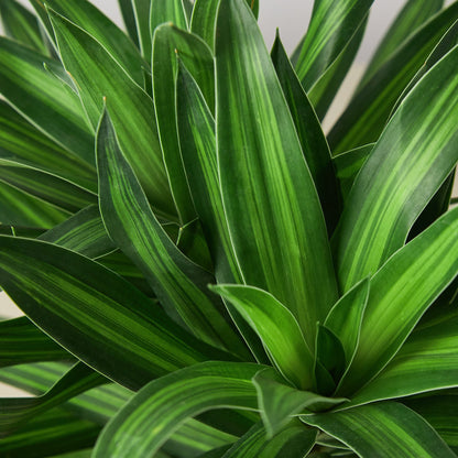 Dracaena 'Song of Jamaica'