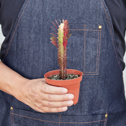 Succulent Euphorbia 'Trigona Rubra'