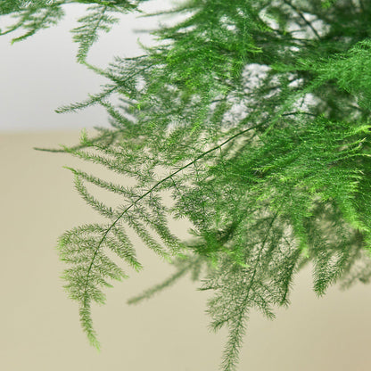 Fern 'Asparagus'