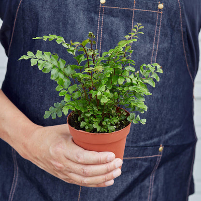 Mahogany Fern