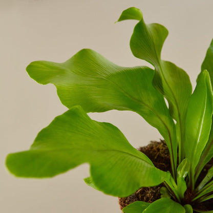 Bird's Nest 'Nidus' Fern