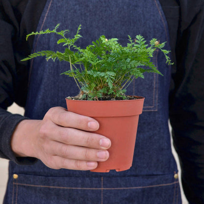 Rabbit's Foot Fern