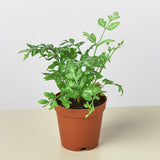 Pteris Ensiformis 'Silver Lace'