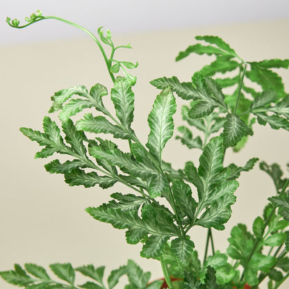 Pteris Ensiformis 'Silver Lace'