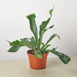 Staghorn Fern
