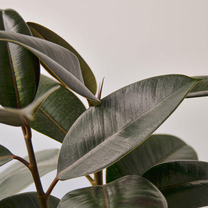 Ficus Elastica 'Burgundy'