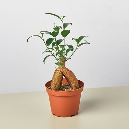 Ficus 'Ginseng'