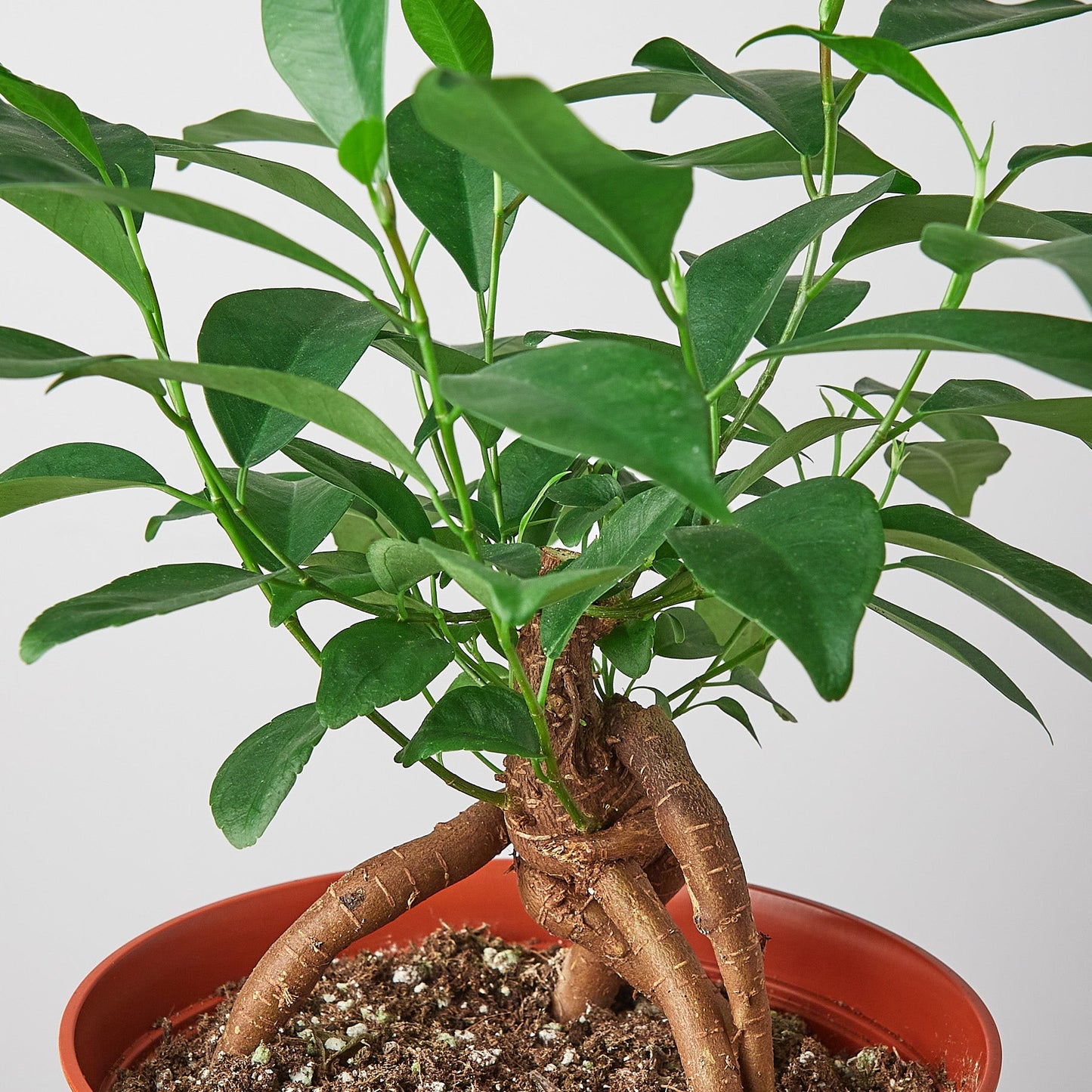 Ficus 'Ginseng'