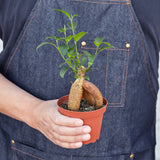 Ficus 'Ginseng'