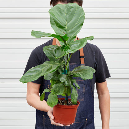 Ficus Lyrata 'Fiddle Leaf Fig'