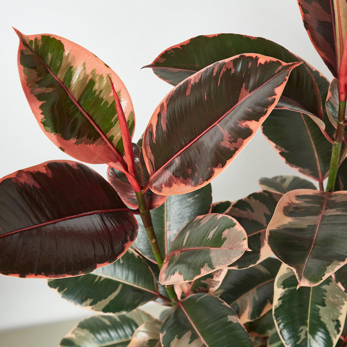 Ficus Elastica 'Ruby Pink'