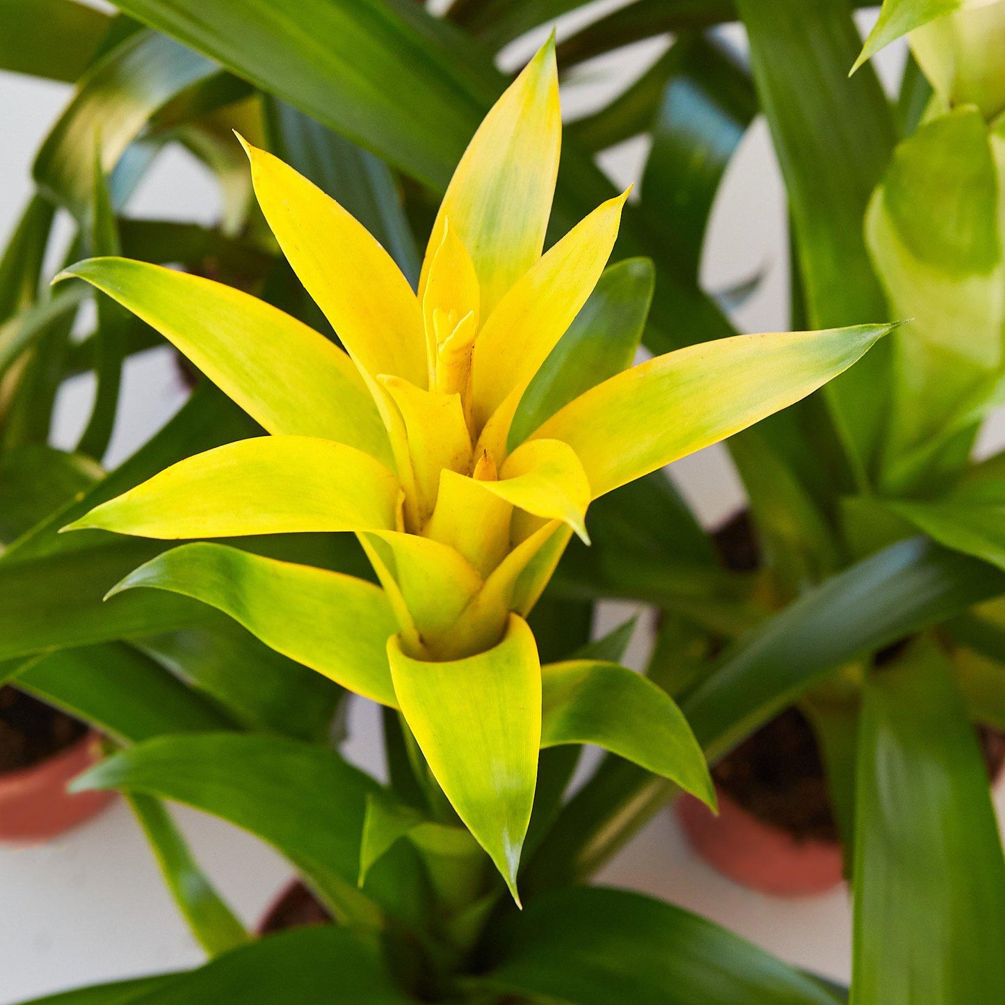 Bromeliad Guzmania 'Yellow' - 4" Pot