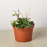 Hoya Carnosa 'Tricolor'