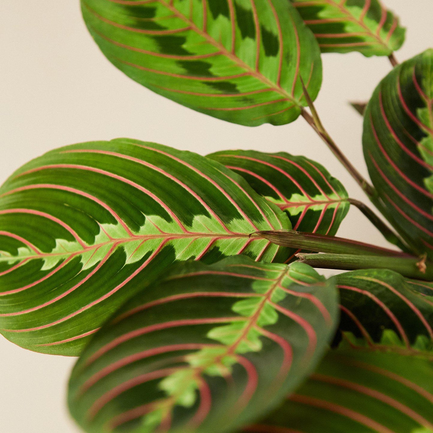 Maranta 'Red Prayer'