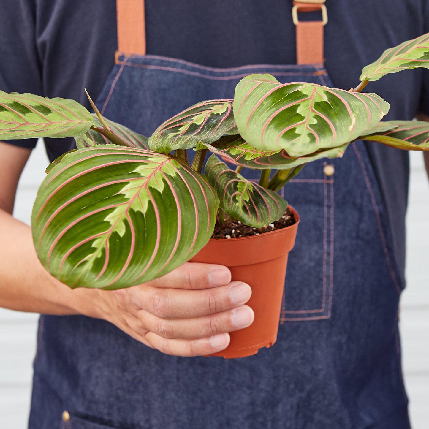 Maranta 'Red Prayer'