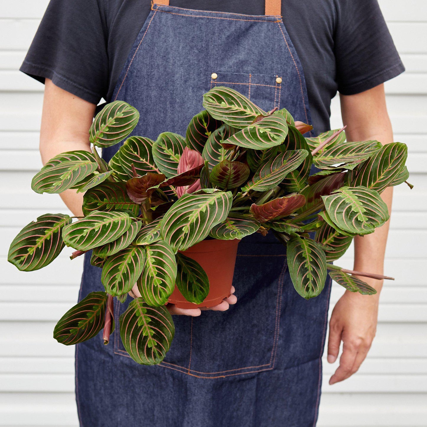 Maranta 'Red Prayer'