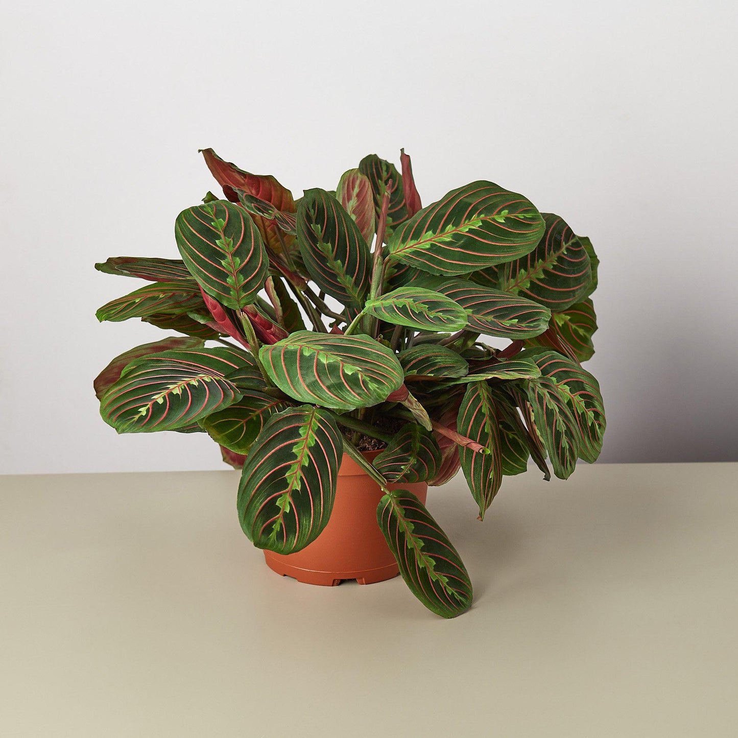 Maranta 'Red Prayer'