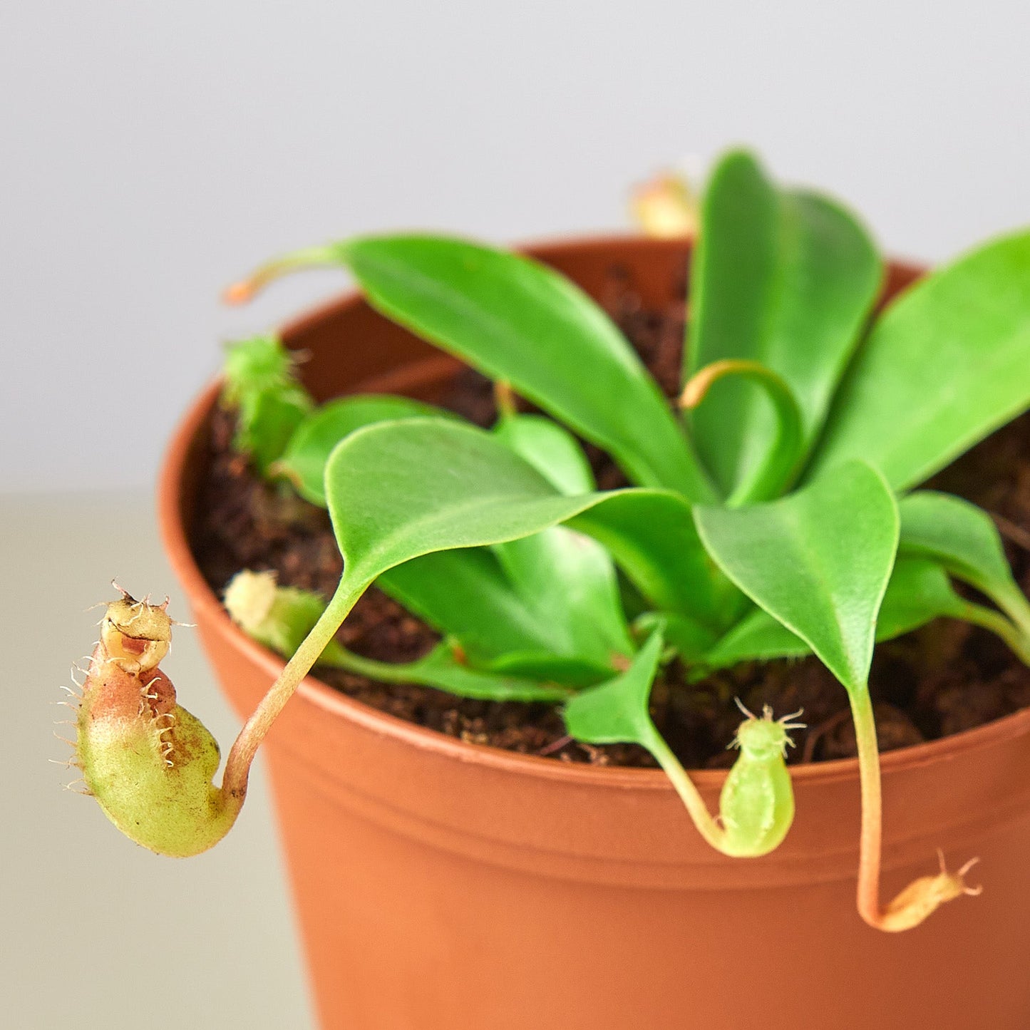 Carnivorous 'Monkey Cup' Plant