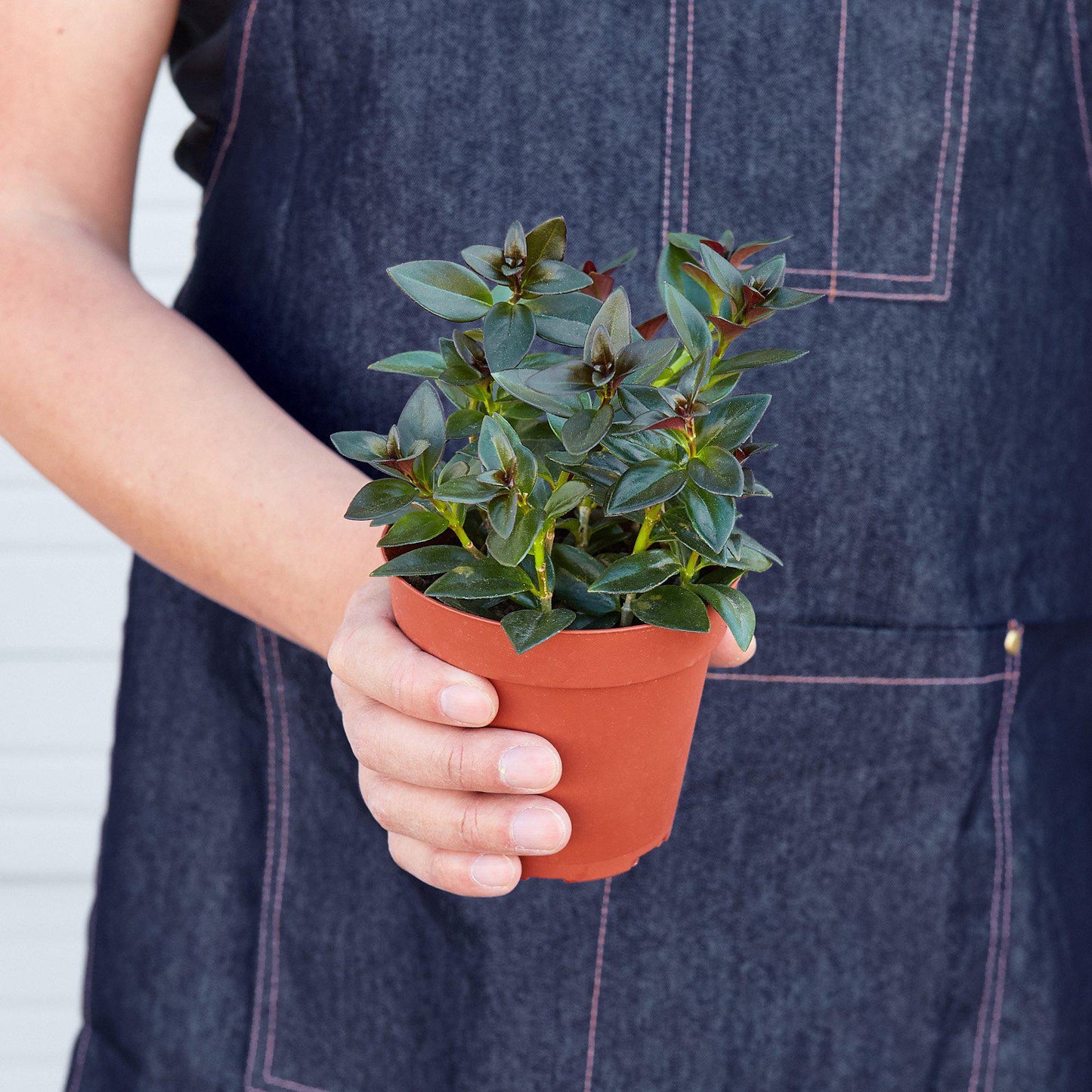 Nematanthus Black Goldfish Plant