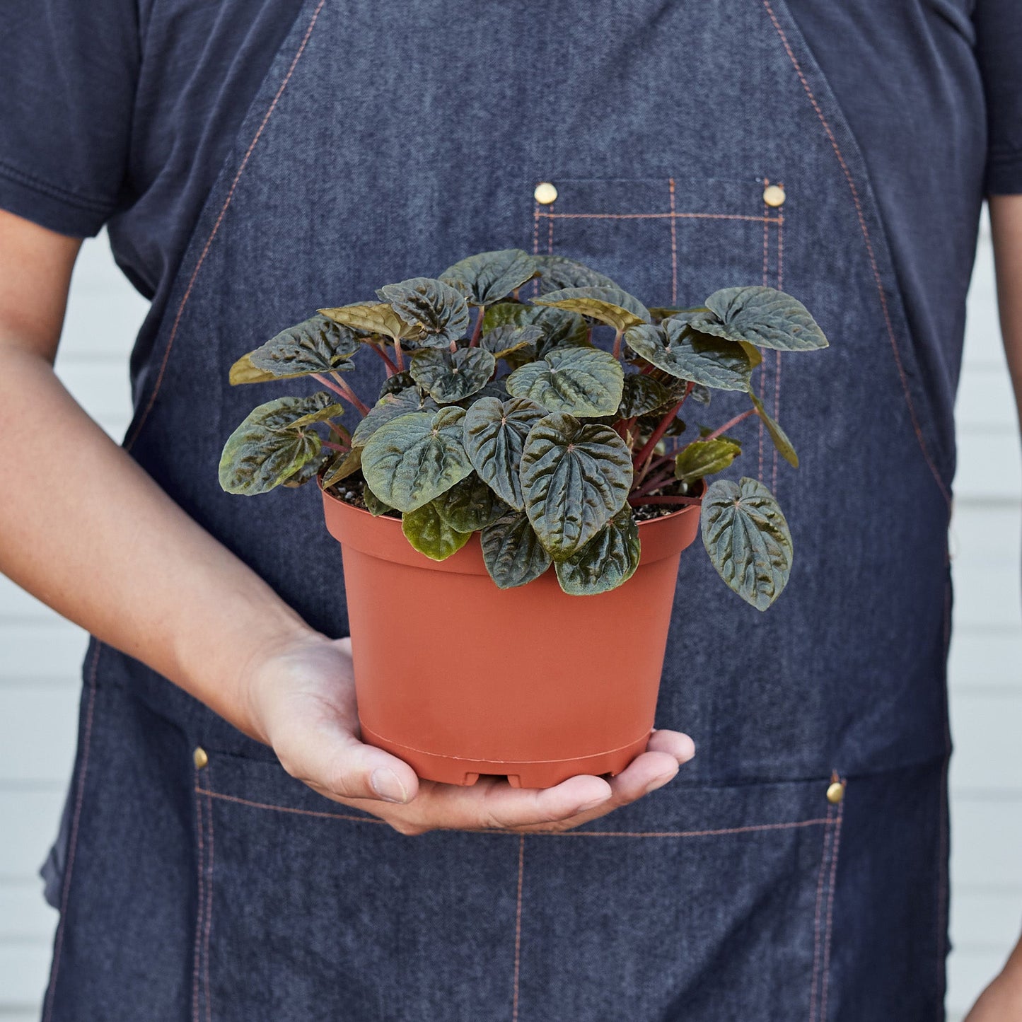 Peperomia 'Emerald Ripple'