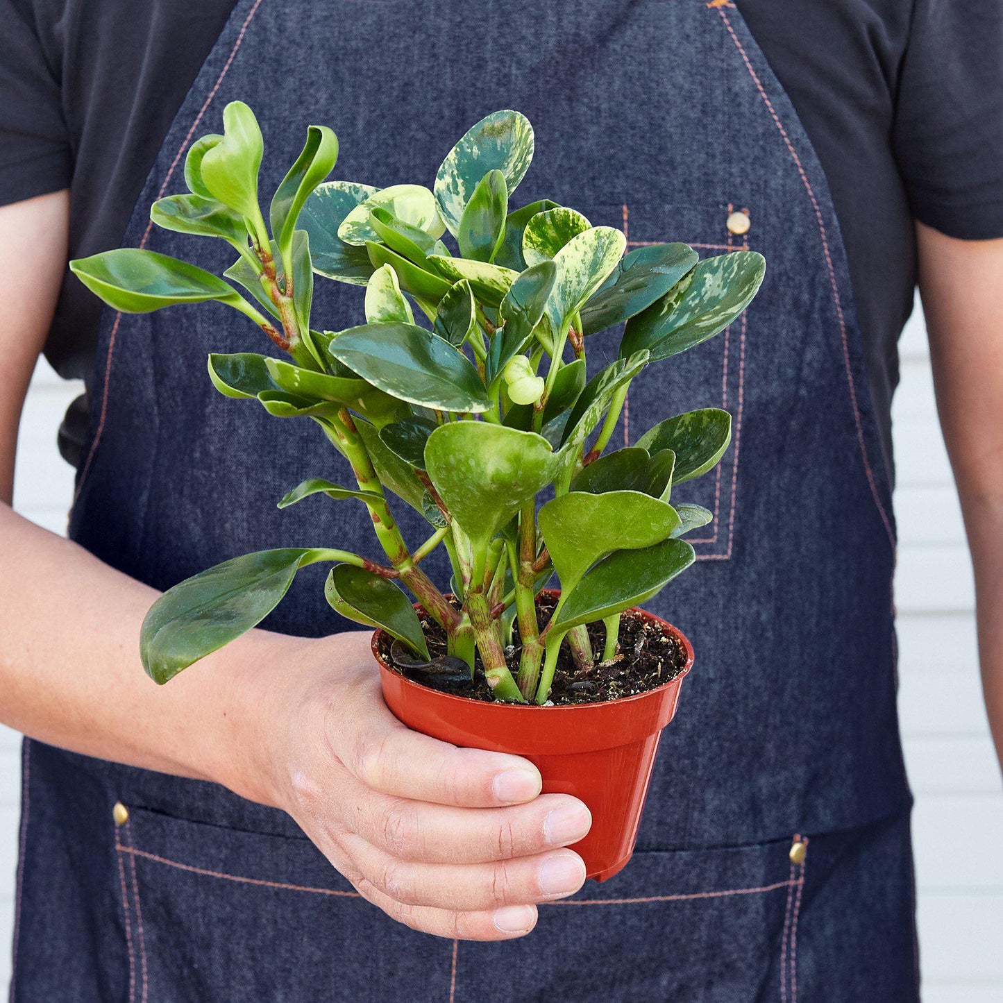 Peperomia 'Marble'