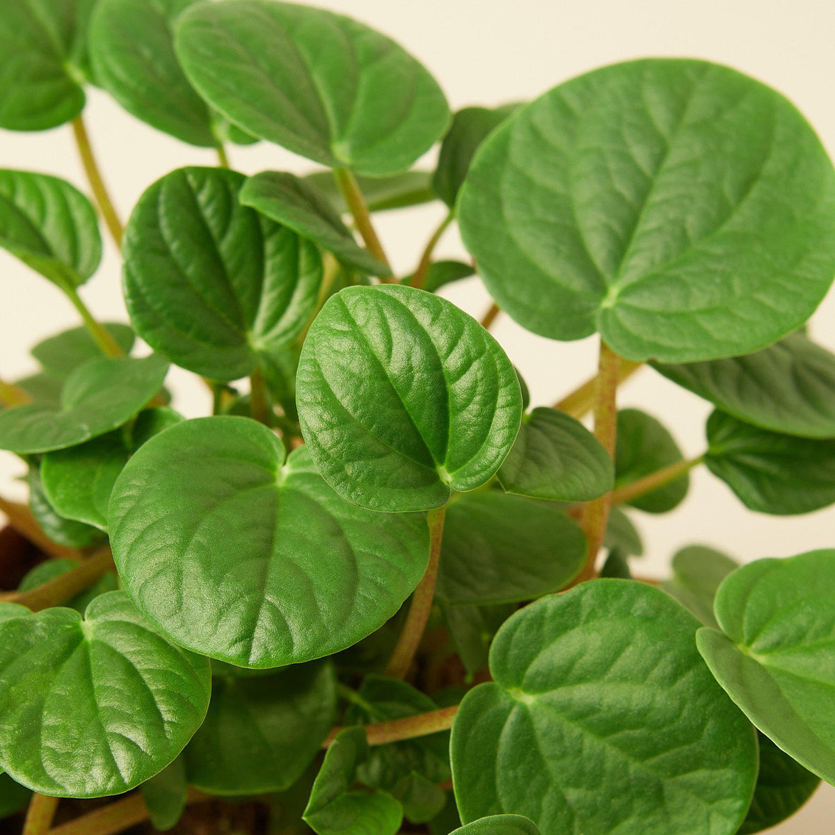 Peperomia 'Rana Verde'