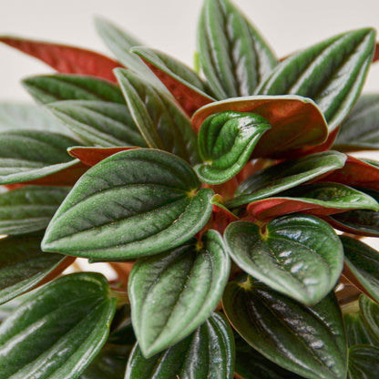 Peperomia 'Rosso'