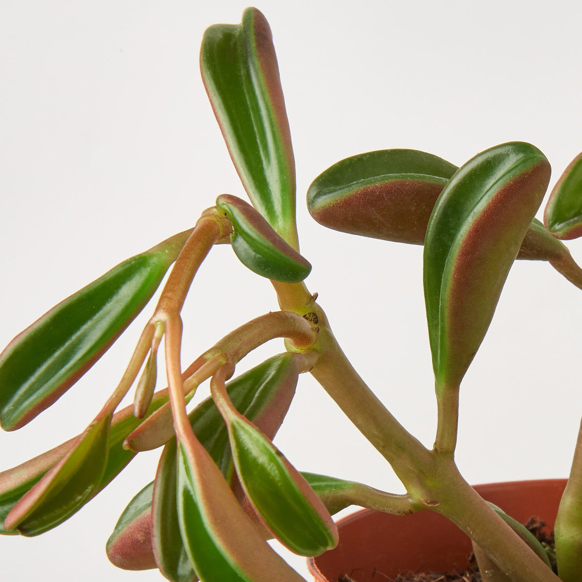 Peperomia 'Ruby Glow'