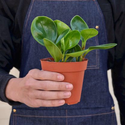 Peperomia Thailand