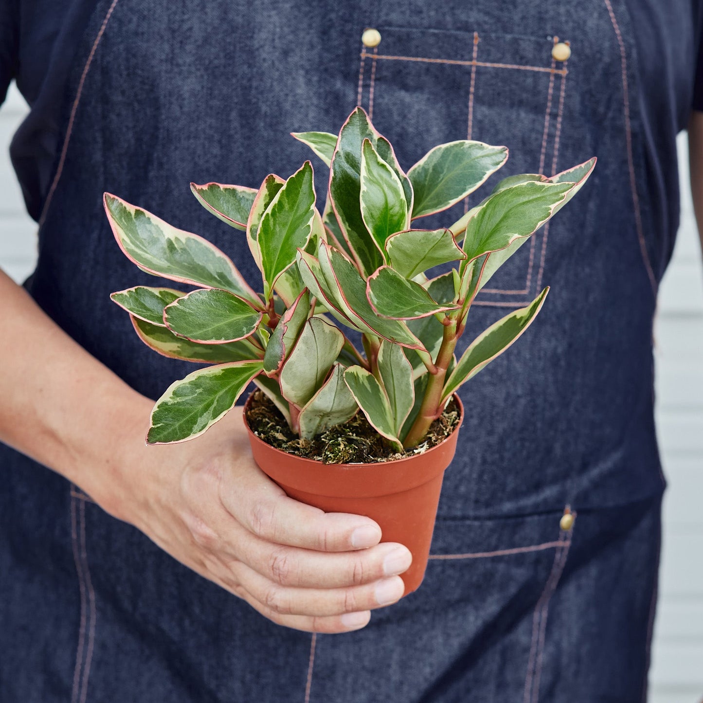 Peperomia 'Ginny'