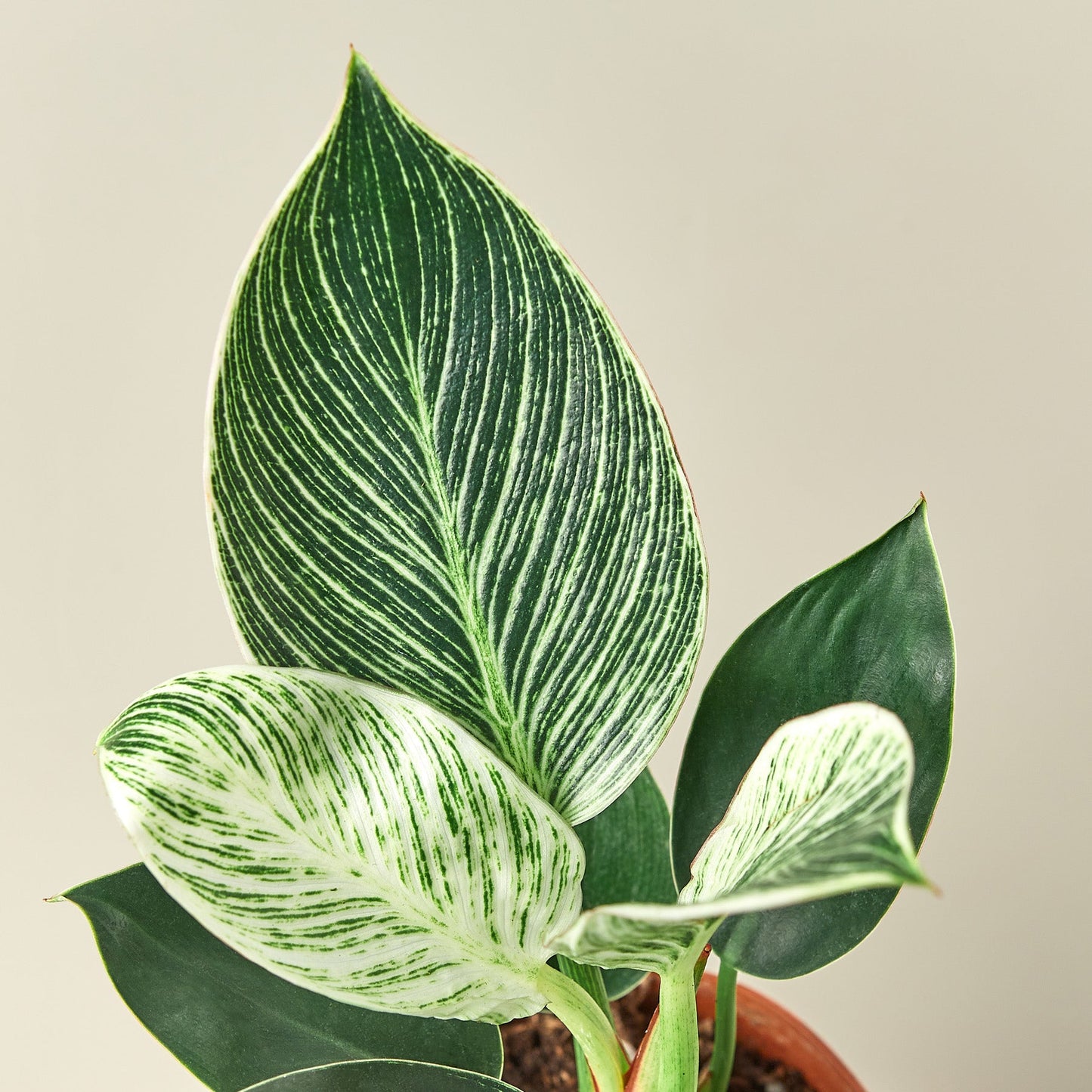 Philodendron 'Birkin'