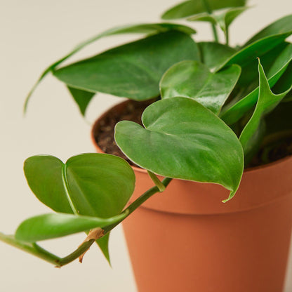 Philodendron Cordatum 'Heartleaf'