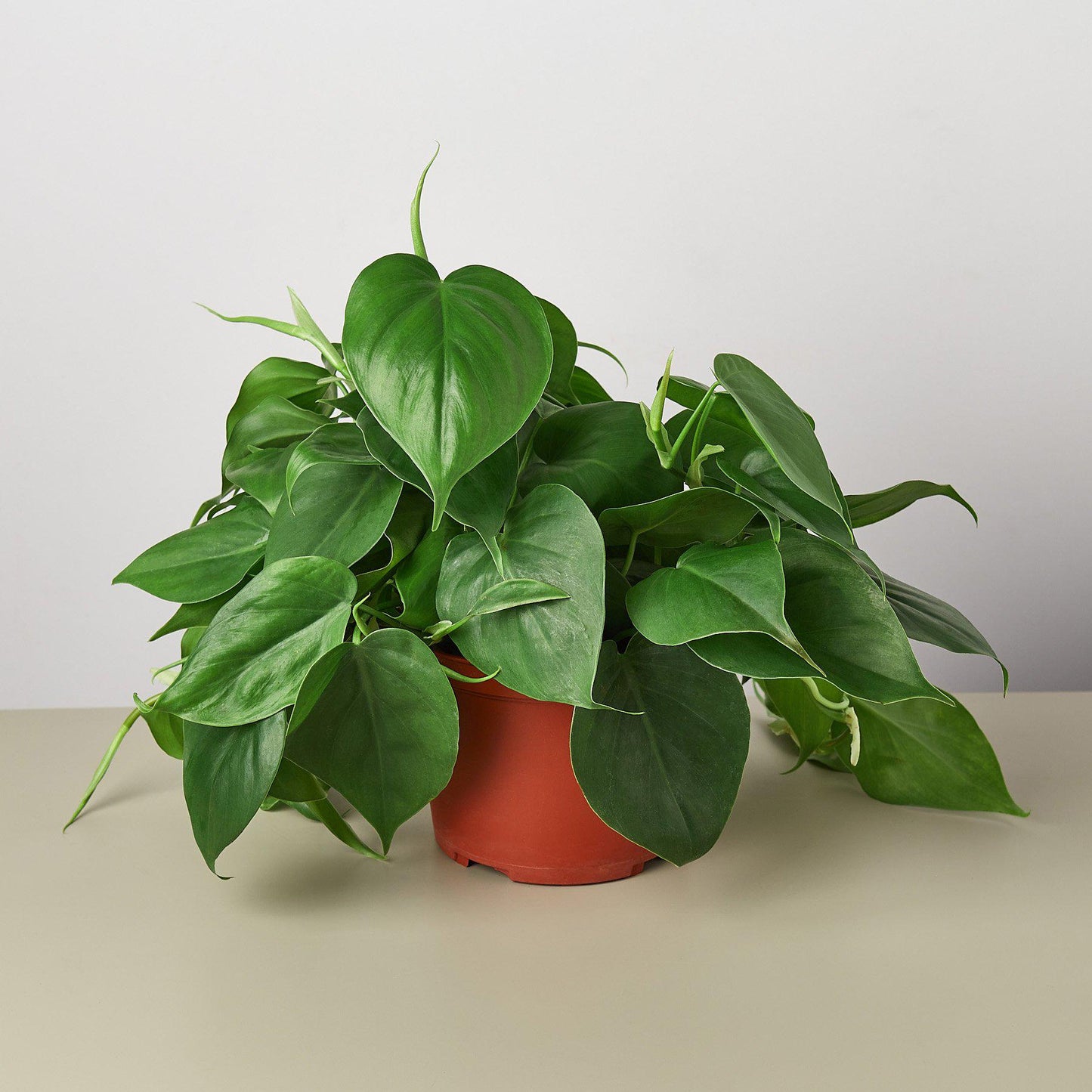 Philodendron Cordatum 'Heartleaf'