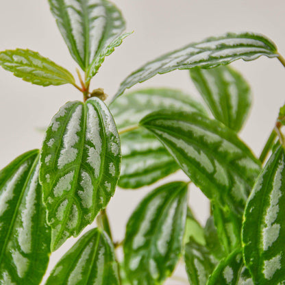 Pilea 'Aluminum'