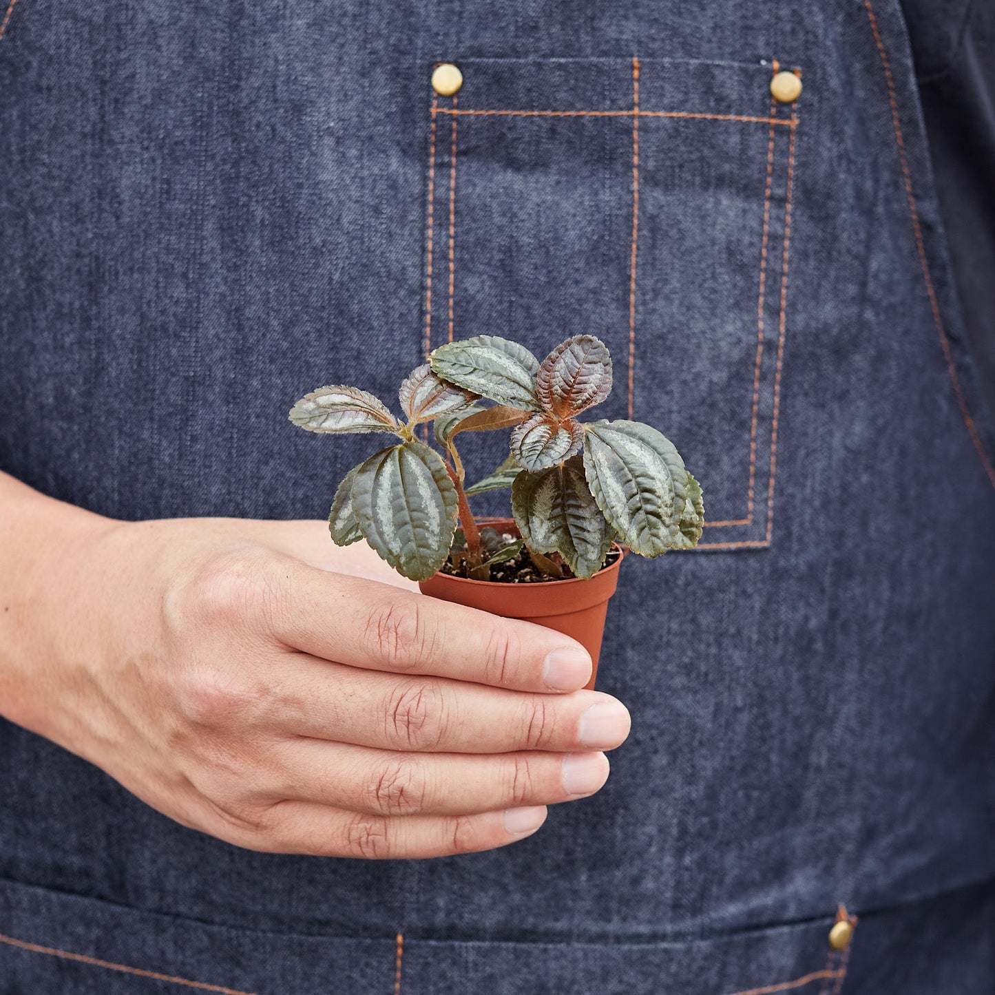 Pilea 'Bronze'