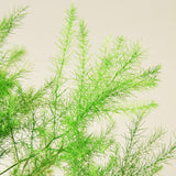 Fern 'Asparagus'