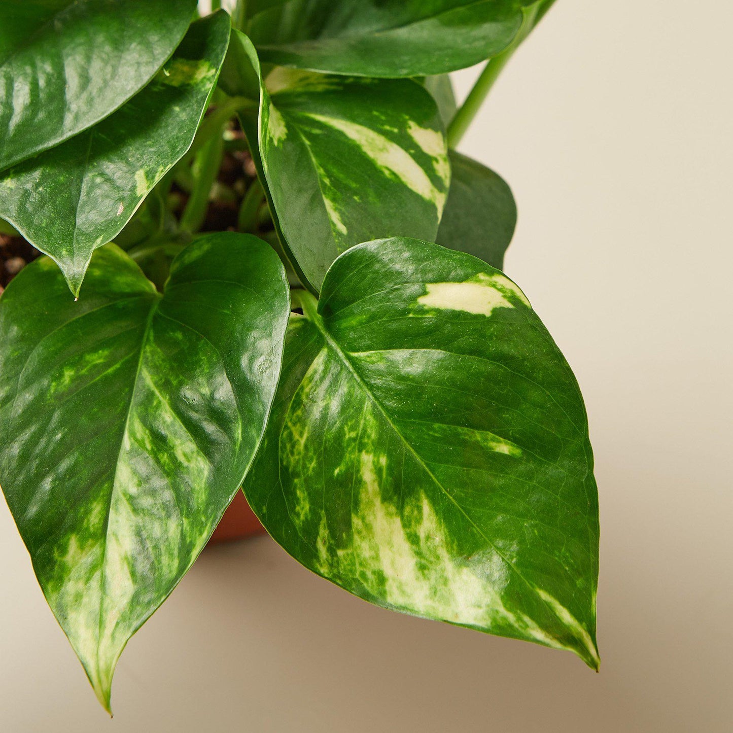 Pothos 'Golden'