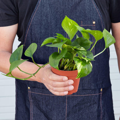 Pothos 'Golden'