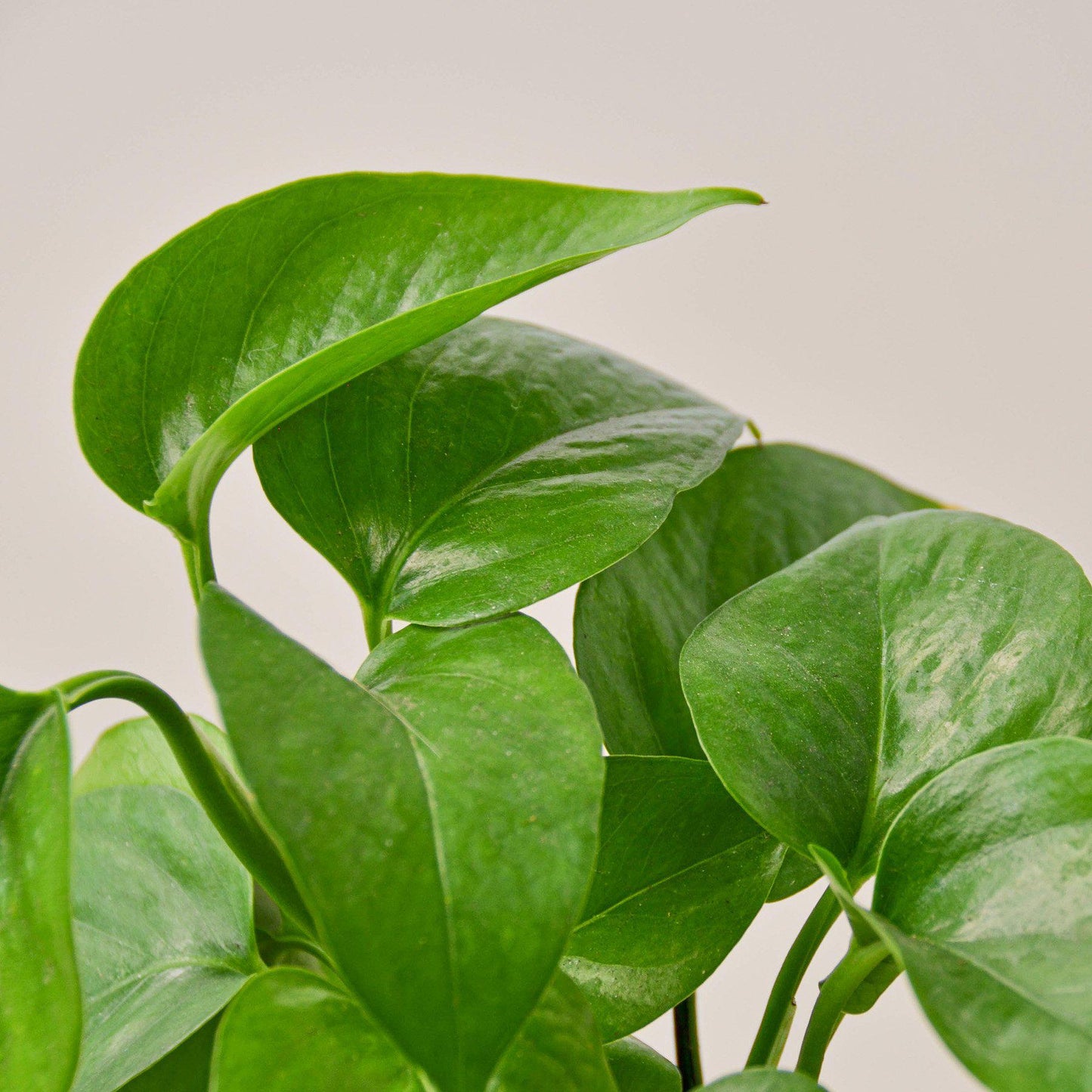 Pothos 'Green Queen'