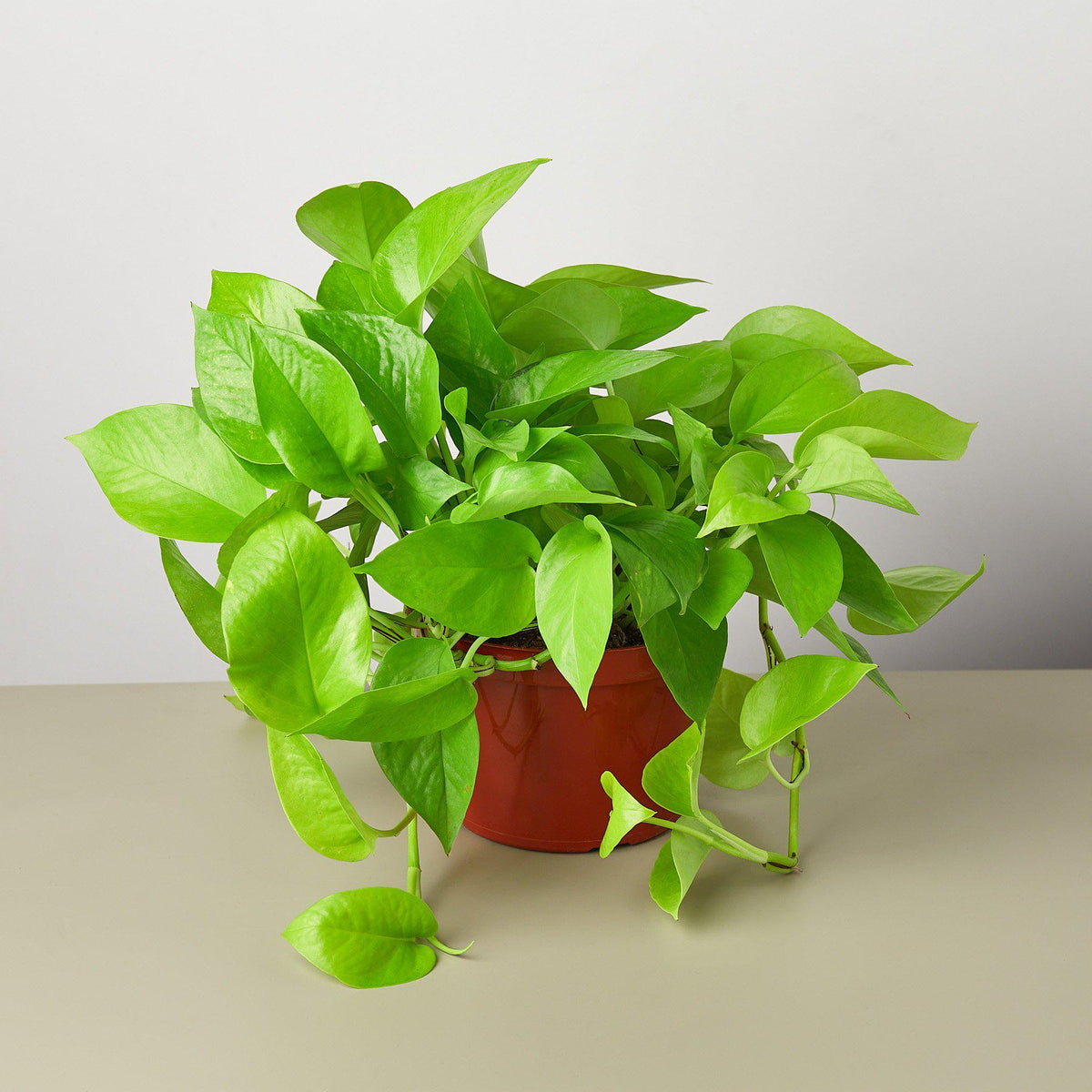 Pothos 'Neon'