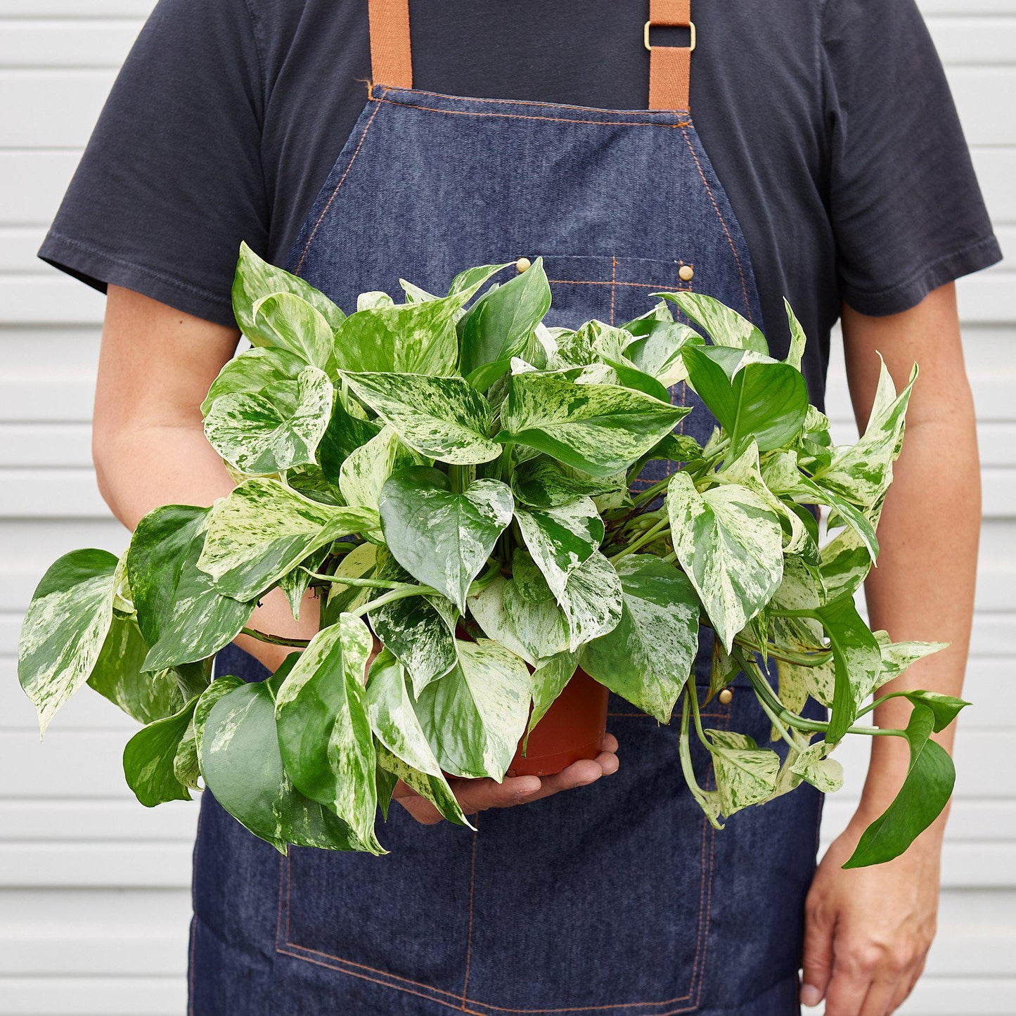 Pothos 'Marble Queen'