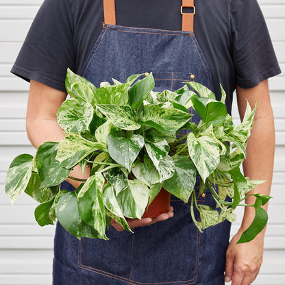 Pothos 'Marble Queen'