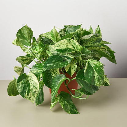 Pothos 'Marble Queen'